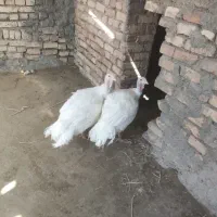 بوقلمون به قیمت مناسب