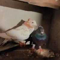 کفتر تهرانی|پرنده|خرم‌آباد (تنکابن), |دیوار