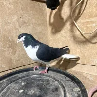 کبوتر بدرنگ|پرنده|قزوین, |دیوار