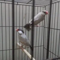 نرگسی شکلاتی