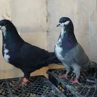 سوسکی .بزک.کرباتی کرمونی|پرنده|تربتحیدریه, باغ ملی|دیوار