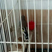 سهره و قناری فوری فروشی|پرنده|فردیس, شهرک هفده شهریور|دیوار