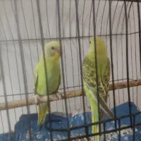 مرغ عشق|پرنده|سوسنگرد, |دیوار