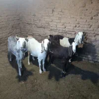 بز زاییده جوان|حیوانات مزرعه|سبزوار, قصبه غربی|دیوار