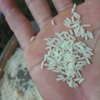 برنج هاشمی تظمینی