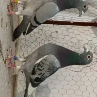 نروماده مسافتی پلاک عراق