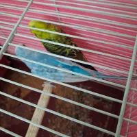 یک جفت مرغ عشق سالم و سرحال باقفس|پرنده|تهران, آهنگ|دیوار