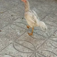 خروس لاری|حیوانات مزرعه|پاکدشت, پاکدشت (مامازند)|دیوار