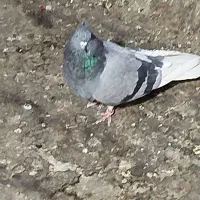 1عددماده|پرنده|پاکدشت, خاتون آباد|دیوار