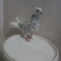 دو عدد کفتر رنگی