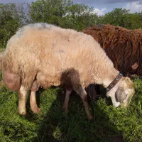 قوچ مغانی فروشی