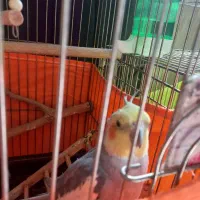 عروس هلند نر سخنگو|پرنده|تهران, امیریه|دیوار