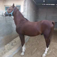 فروش اسب