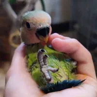 ۱ عدد جوجه طوطی برزیلی سرلاکی  صورت هلویی