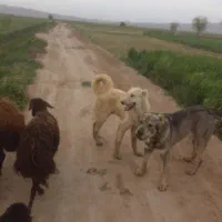 طوله ۸ماهه سفید خراسانی مخصوص گوسفند