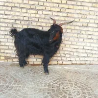 بز ترکی وبیگ نر|حیوانات مزرعه|شوشتر, |دیوار