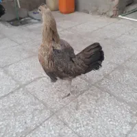 مرغ محلی دورگه|حیوانات مزرعه|میرجاوه, |دیوار