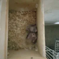 پرنده‌عروس‌هلندی‌مولد‌با‌جوجه