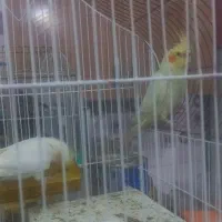 ۲تا عروس هلندی سرحال وآواز خوان