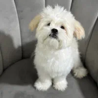 سگ واگذاری رایگان