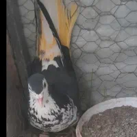کبوتر ساده