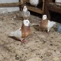 کبوتر طوقی هفرنگ و دم سفید و دوکت و بلژیکی|پرنده|رشت, جماران|دیوار