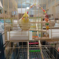 عروس هلندی نر سالم با قفس