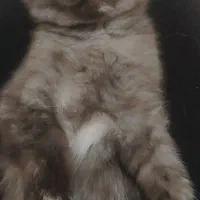 واگذاری  بریتیش ماده