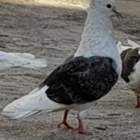 یه جفت دوکت