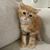 گربه اسکاتیش