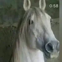 هشت درصد تخفیف تاج