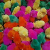 رنگی رنگی اردک بوقلمون جوجه گوشتی|حیوانات مزرعه|کرمان, |دیوار