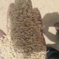 جو فروش کیلویی۵۴۰۰۰تومان