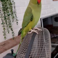 ملنگو نر کاملا دستی