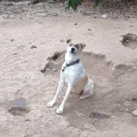 پا کوتاه|سگ|سیمین شهر, |دیوار