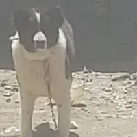 سگ گله ای