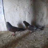 کبوتر کله ای