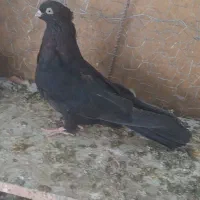 کبوتر بردسیر