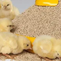 بوقلمون یک ماهه ۵ هزار عدد یکجا