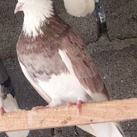 کفتر|پرنده|علیآباد کتول, |دیوار