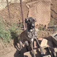 ماده سگ های خراسانی و سرابی اصیل|سگ|ورامین, ورامین|دیوار