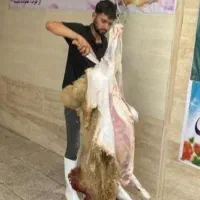 ارزان تر از همه جا/ گوسفندبازدهی بالا بشرط|حیوانات مزرعه|قم, شهرک قدس|دیوار