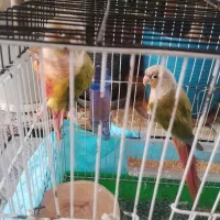 گیرینچیک اناناسی