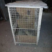 قفس جفتگاه تمام فنس|لوازم جانبی حیوانات|گنبد کاووس, |دیوار