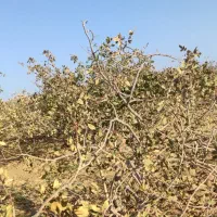 باغ پسته ۲۰۰ قصب