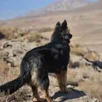 ژرمن شپرد مو بلند ماده شناسنامه داره