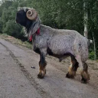بره قوچی
