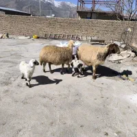 میش بره|حیوانات مزرعه|بیرانوند, |دیوار