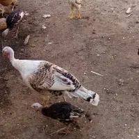 مرغ وخروس بوقلمون|حیوانات مزرعه|رودهن, |دیوار