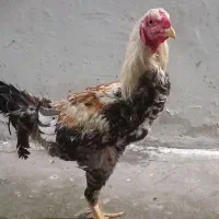 خروس ومرغ|حیوانات مزرعه|رضوانشهر, |دیوار